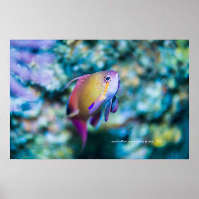 Havsgoldie, färglös söt fisk poster (Framsidan)