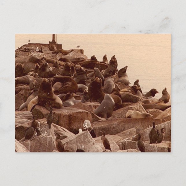 Havsgrunda Vykort (Framsida)