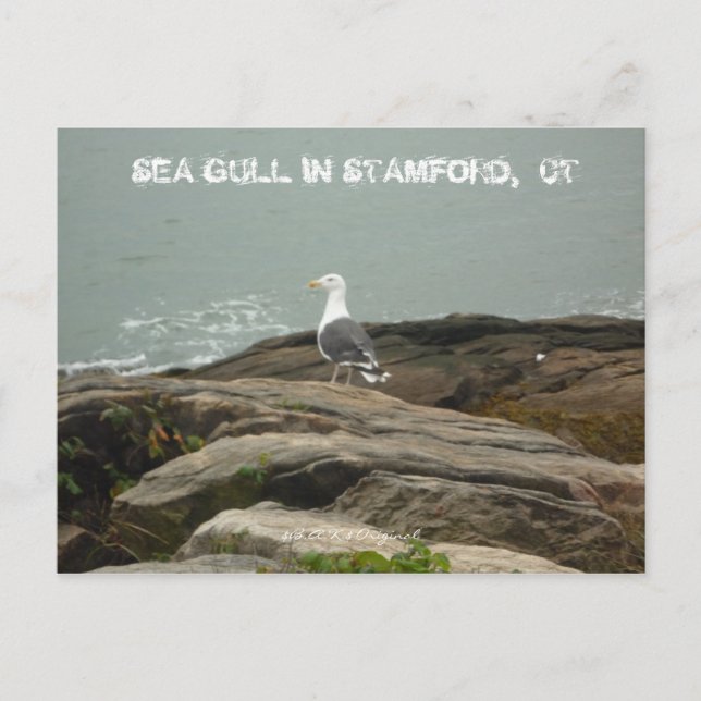 HAVSGULL I STAMFORD, CT, $B.A.K.$ ... VYKORT (Framsida)