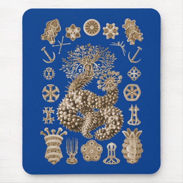 Havsgurkor Musmatta (Framsidan)