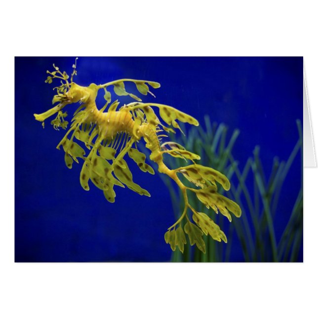 Havshäst Hälsningskort (Framsidan Horizontal)