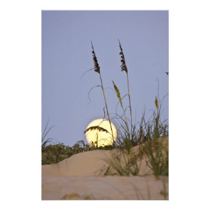 Havshavre (Uniola paniculata) som växer på sand Fototryck