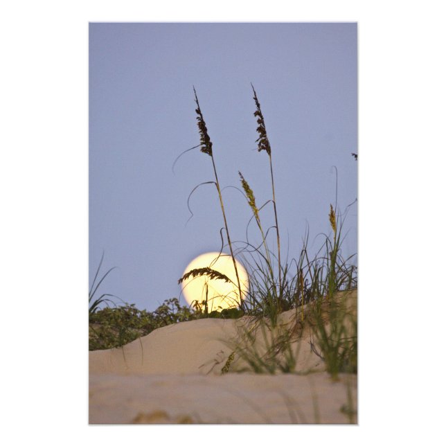 Havshavre (Uniola paniculata) som växer på sand Fototryck (Framsidan)