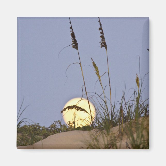Havshavre (Uniola paniculata) som växer på sand Magnet (Framsidan)