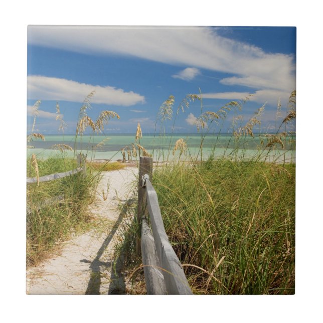 Havshavre (Uniola paniculata) som växer vid strand Kakelplatta (Framsidan)
