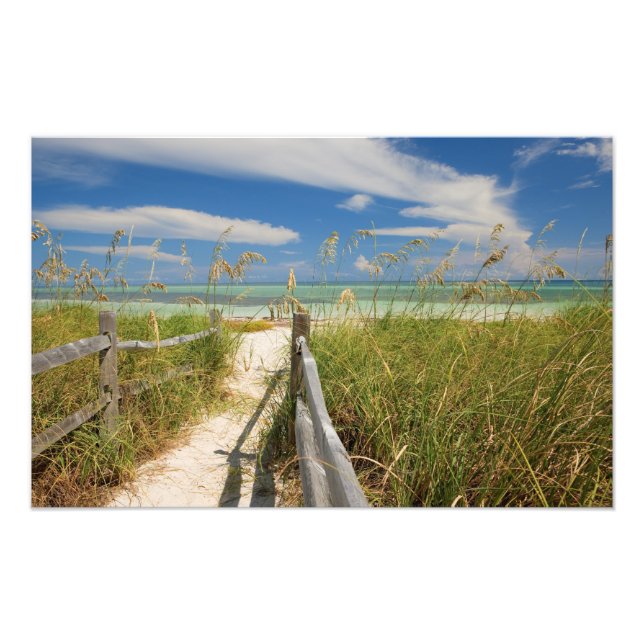 Havshavre (Uniola paniculata) växer vid strand, Fototryck (Framsidan)