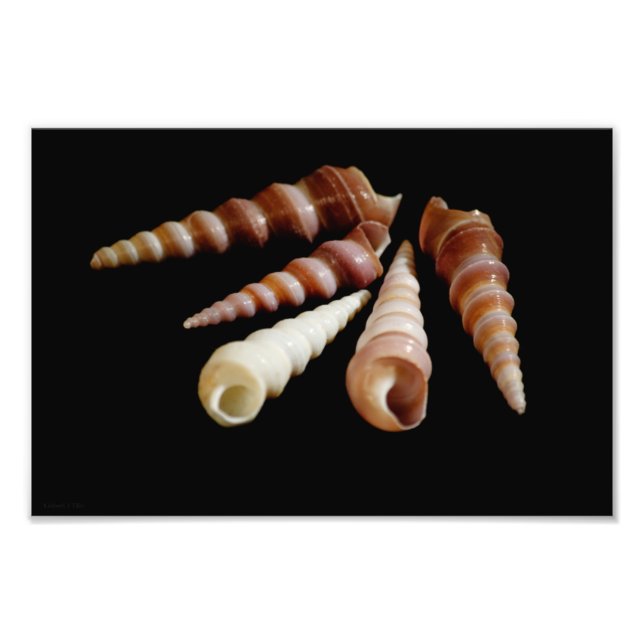 Havshorn Fototryck (Framsidan)