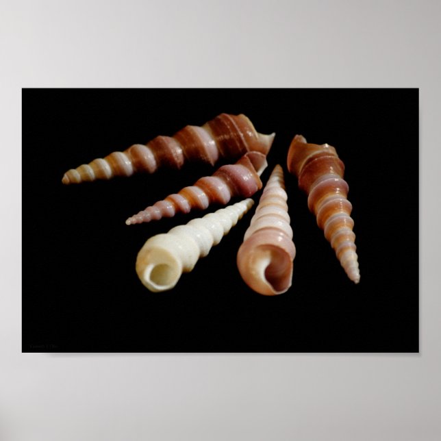 Havshorn Poster (Framsidan)