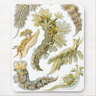Havsigsnecken av Ernst Haeckel, Antik Nudibranchia Musmatta