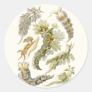 Havsigsnor, sniglar av Ernst Haeckel, Vintage Djur Runt Klistermärke
