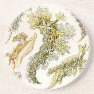 Havsigsnor, sniglar av Ernst Haeckel, Vintage Djur Underlägg Sandsten