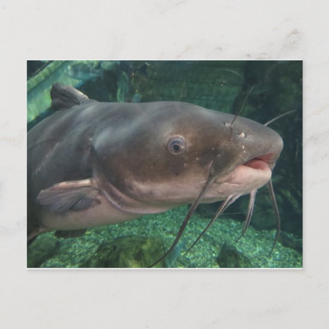 Havskatt Vykort (Framsida)