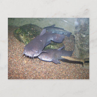 Havskattfiskezoo Vykort