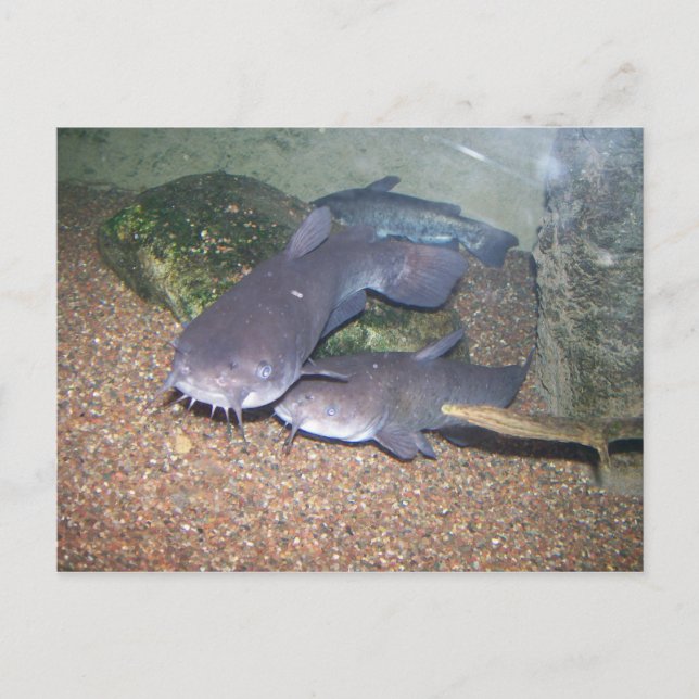 Havskattfiskezoo Vykort (Framsida)