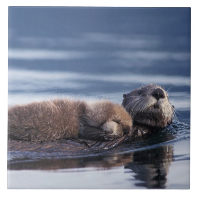 havskräfta, Enhydra lutris lutris Kakelplatta (Framsidan)