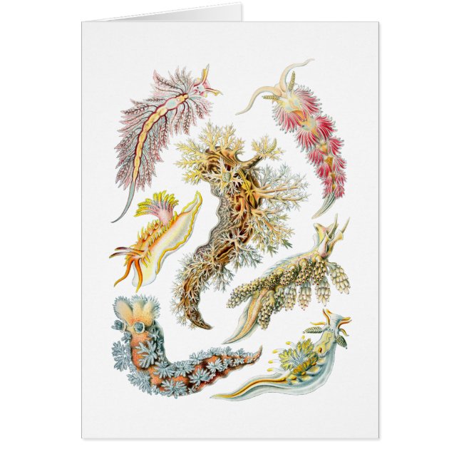 Havskulor Hälsningskort (Framsidan)