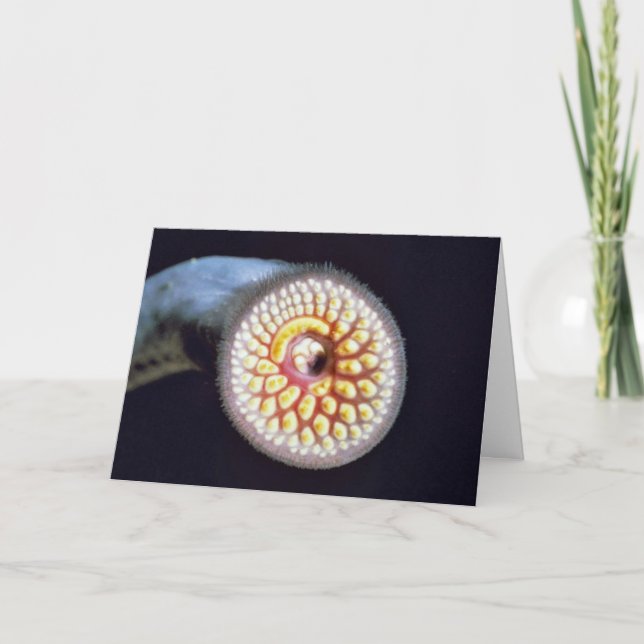 HavsLamprey Kort (Framsida)