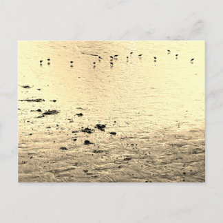 Havslevande fåglar i sepia vykort