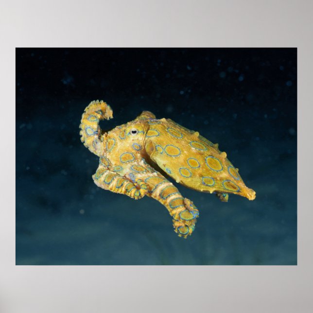 Havsliv - Bläckfisk Poster (Framsidan)