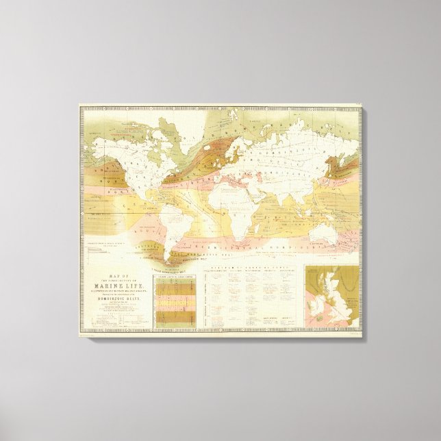 Havsliv Canvastryck (Framsida)