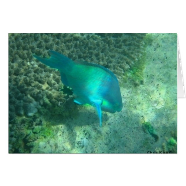 Havsliv Hälsningskort (Framsidan Horizontal)