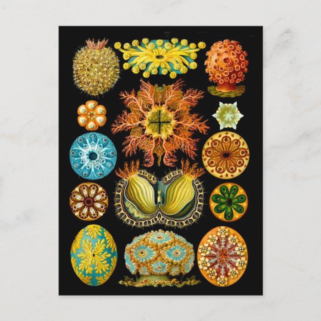 Havsliv Havslevande varelser Vykort (Framsida)