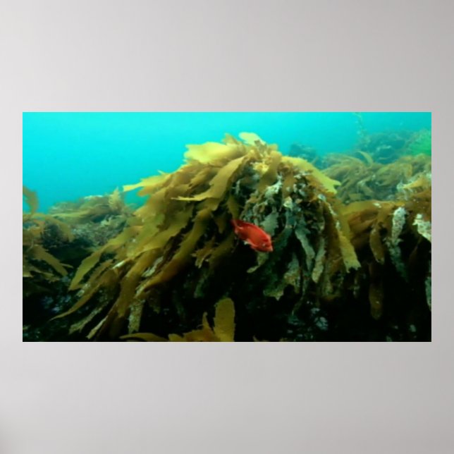 Havsliv poster (Framsidan)