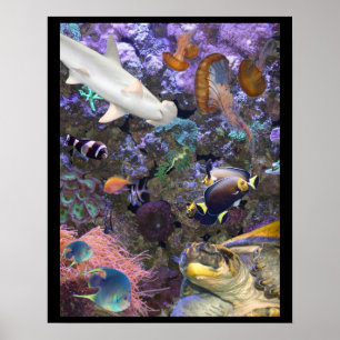 Havslivaffisch Poster