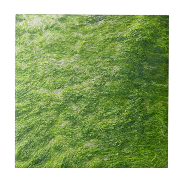 Havsmassans Grönt Natur Grass Beach Nautical Kakelplatta (Framsidan)