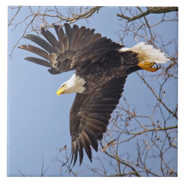 Havsörn dykar kakelplatta (Framsidan)