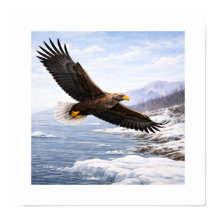 Havsörn (Haliaeetus albicilla) –