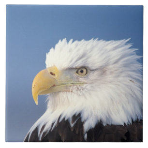 havsörn, Haliaeetus leuccocephalus, Kakelplatta