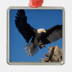 havsörn, Haliaeetus leuccocephalus, landar Julgransprydnad Metall