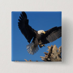 havsörn, Haliaeetus leuccocephalus, landar Knapp