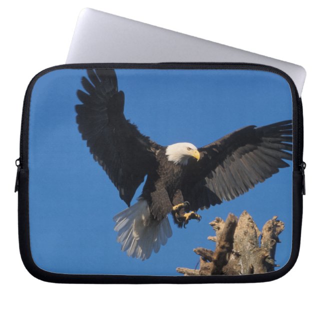 havsörn, Haliaeetus leuccocephalus, landar Laptop Fodral (Framsidan)