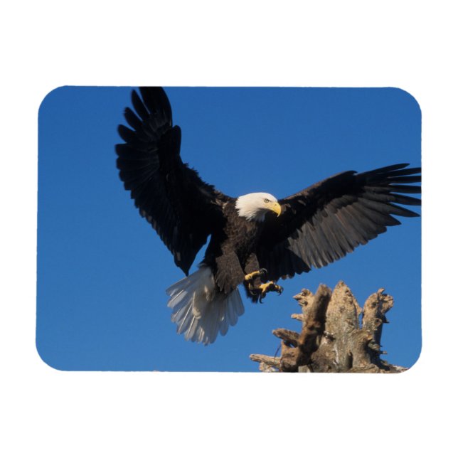 havsörn, Haliaeetus leuccocephalus, landar Magnet (Horisontell)