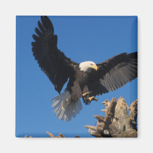 havsörn, Haliaeetus leuccocephalus, landar Magnet