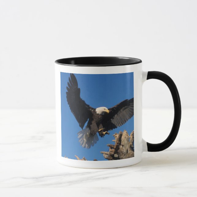 havsörn, Haliaeetus leuccocephalus, landar Mugg (Höger)