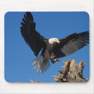 havsörn, Haliaeetus leuccocephalus, landar Musmatta