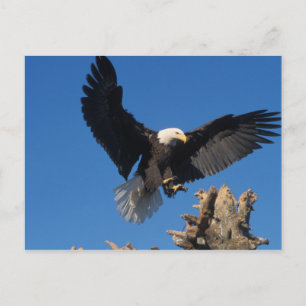 havsörn, Haliaeetus leuccocephalus, landar Vykort