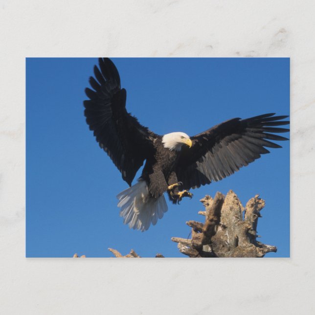 havsörn, Haliaeetus leuccocephalus, landar Vykort (Framsida)