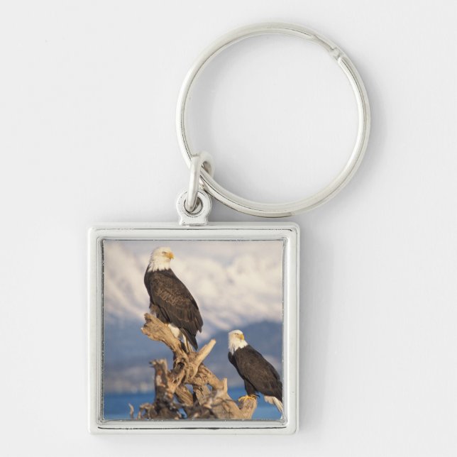 havsörn, Haliaeetus leuccocephalus, par Fyrkantig Silverfärgad Nyckelring (Framsidan)