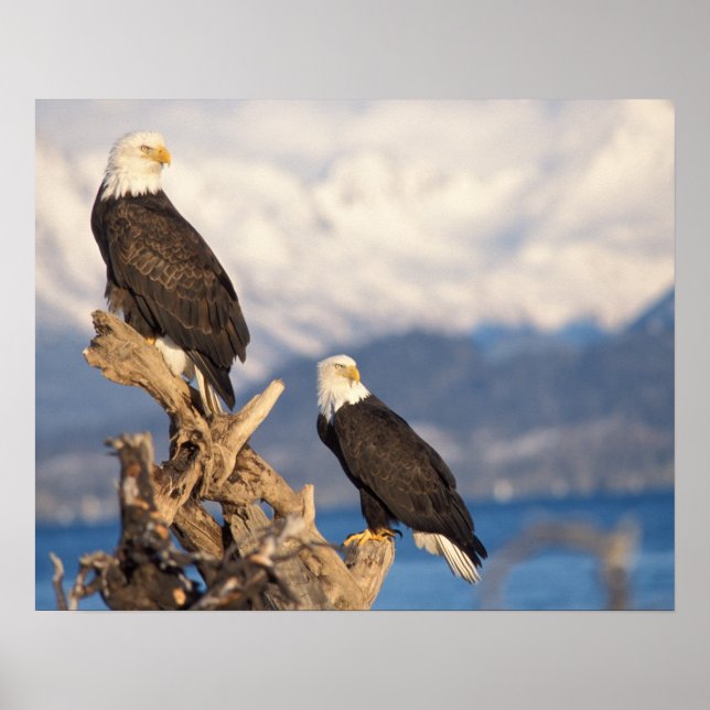 havsörn, Haliaeetus leuccocephalus, par Poster (Framsidan)