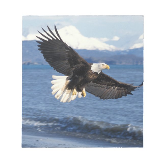 havsörn, Haliaeetus leuccocephalus, under flykt Anteckningsblock (Framsida)