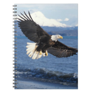 havsörn, Haliaeetus leuccocephalus, under flykt Anteckningsbok Med Spiral