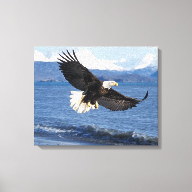 havsörn, Haliaeetus leuccocephalus, under flykt Canvastryck (Framsida)