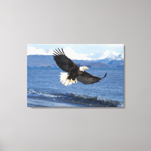 havsörn, Haliaeetus leuccocephalus, under flykt Canvastryck