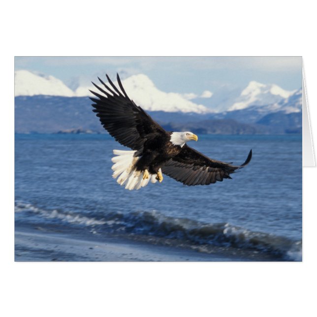 havsörn, Haliaeetus leuccocephalus, under flykt Hälsningskort (Framsidan Horizontal)