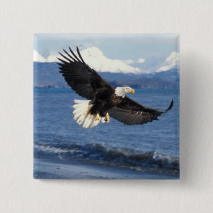 havsörn, Haliaeetus leuccocephalus, under flykt Knapp