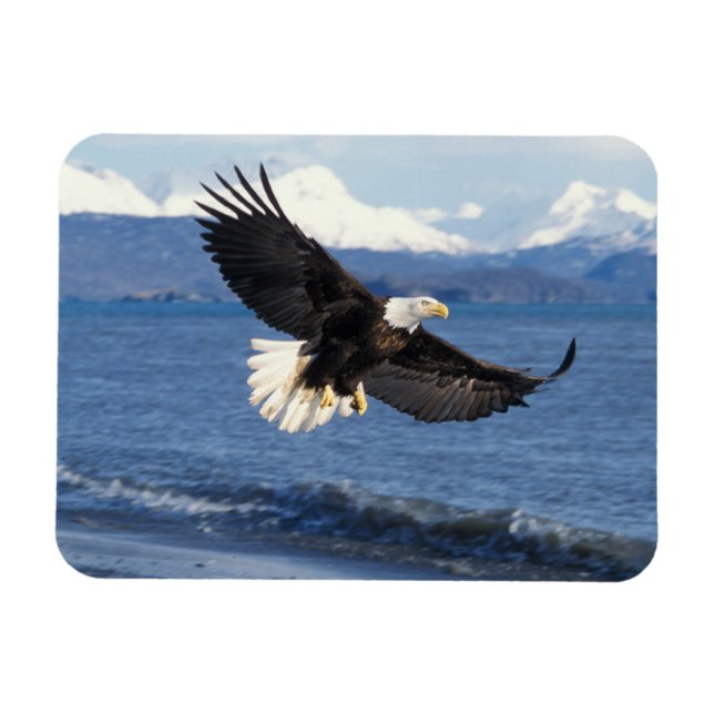 havsörn, Haliaeetus leuccocephalus, under flykt Magnet (Horisontell)